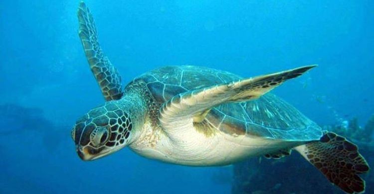 Abu Dabab Snorkeling Tour in Marsa Alam