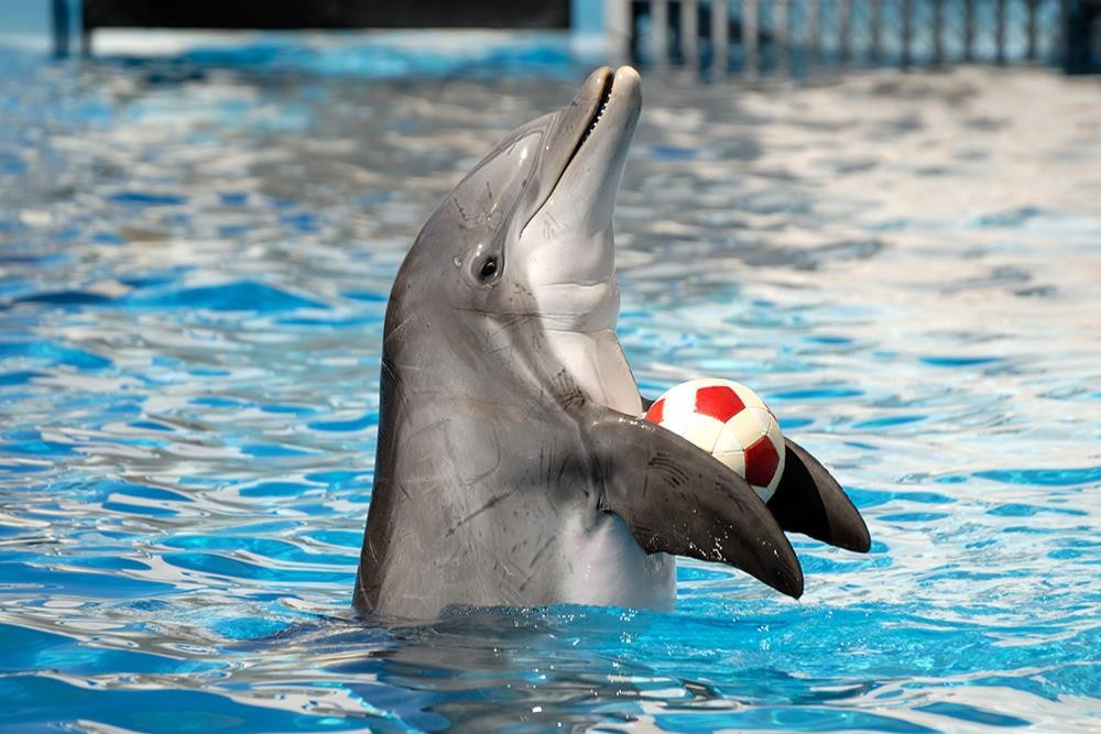 Dolphin Show Tours in Sharm El Sheikh
