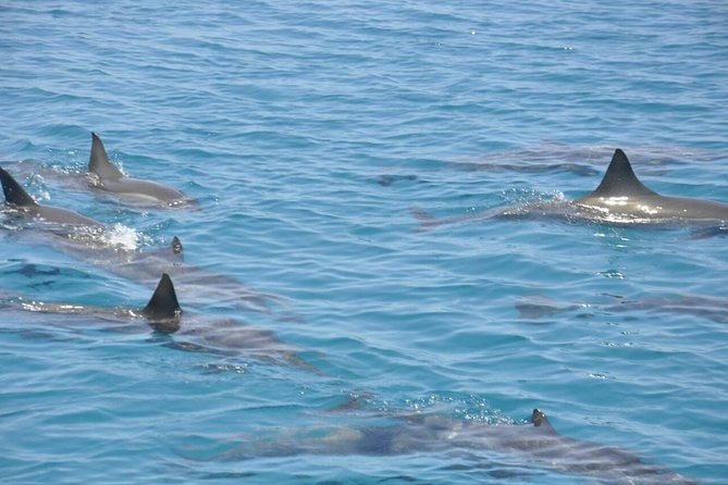 Mahmya Island Tours from El Gouna