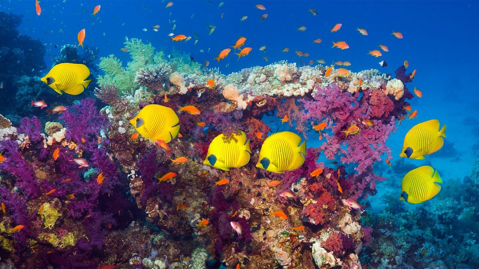 Orange Island Snorkeling Tours in El Gouna