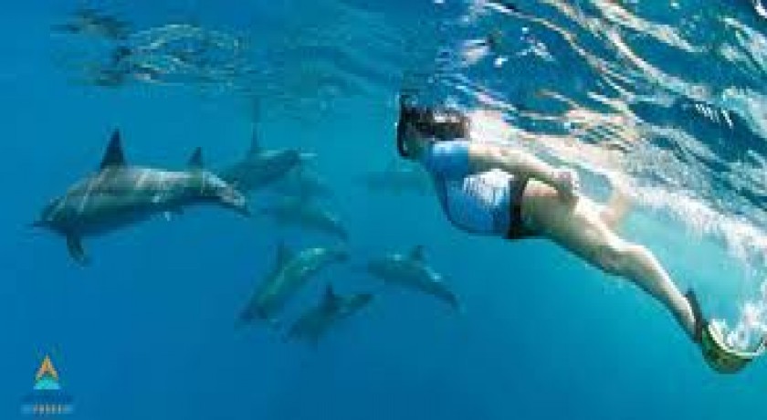 Snorkeling Trip At Satayh Dolphin Reef