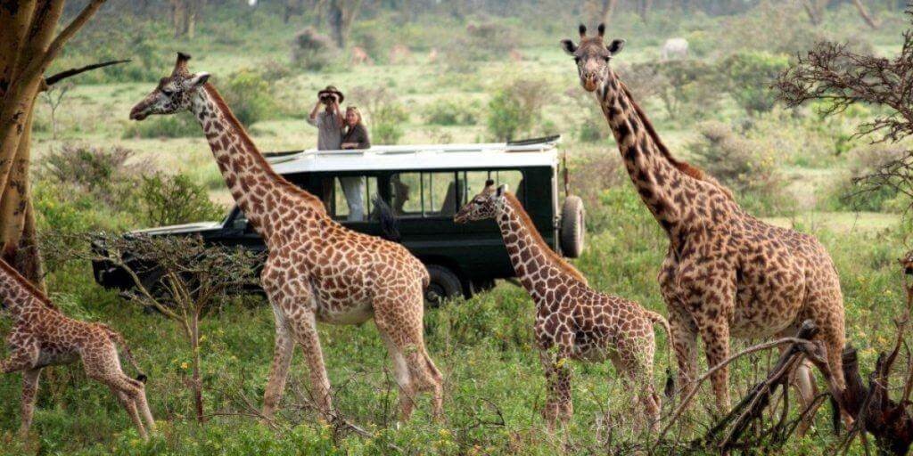 Kenya Safari – Nairobi Wildlife Experience