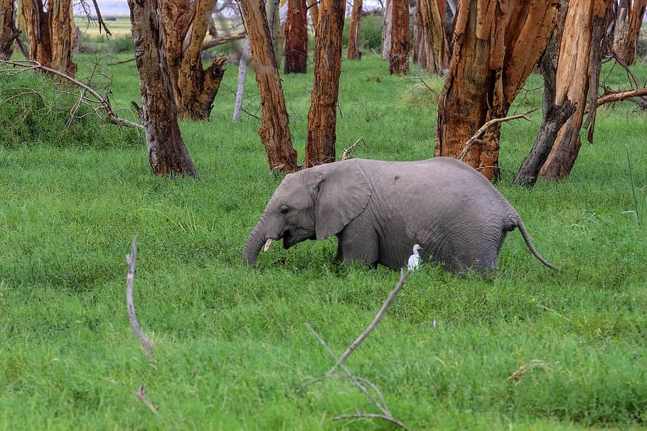 Paquetes de Viajes y Safari en Kenia
