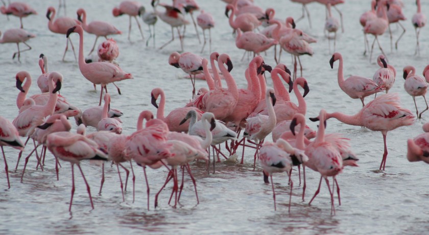 1 Noites de Safari para Tarangire e Lago Manyara