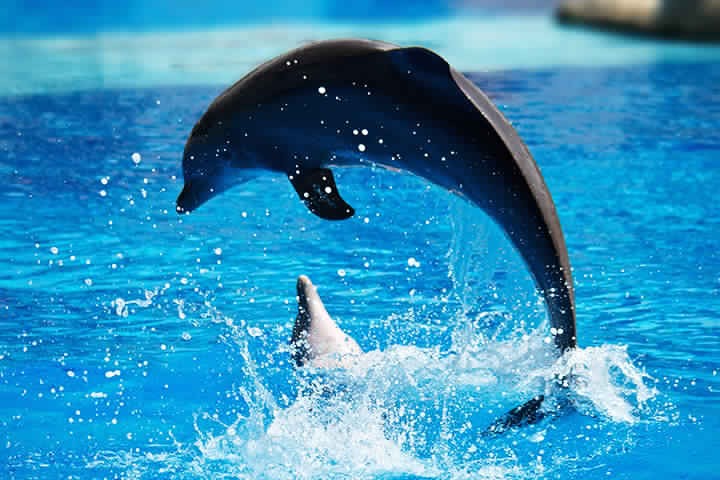 Dahab Tours to Dolphin Show