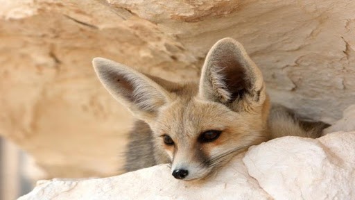 6 days Cairo, Bahariya and White Desert Tour