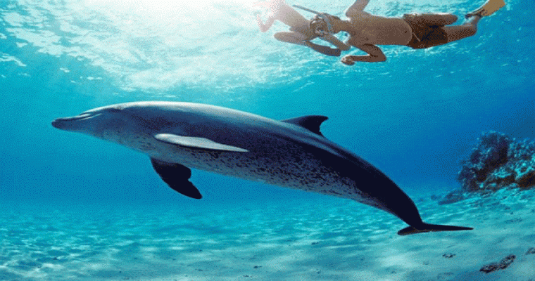 Dolphin House Tours in Marsa Alam