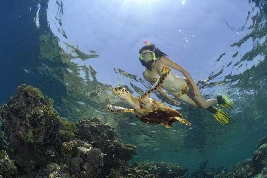 Snorkeling Tour At Port Ghalib from Marsa Alam