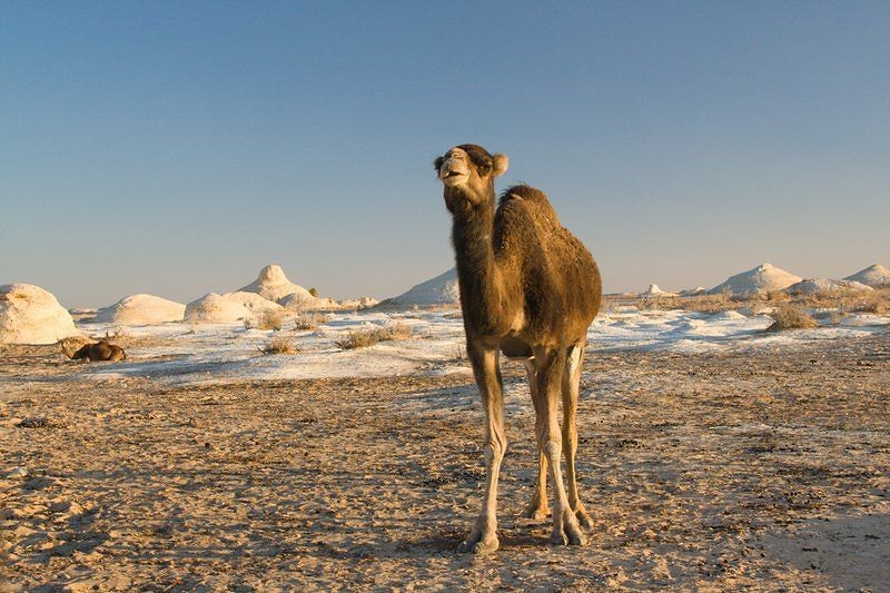 6 days Cairo, Bahariya and White Desert Tour