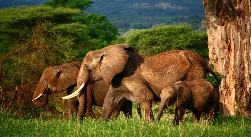 Lago Manyaray y Ngorongoro Crater en Tanzania