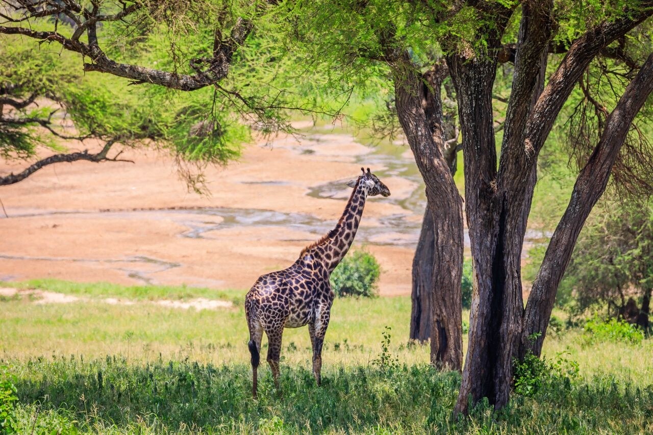 Lake Manyara and Ngorongoro Crater