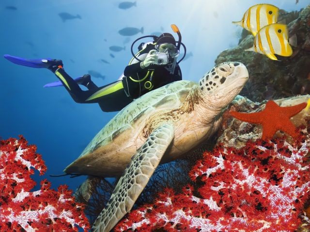 Snorkeling Tour At Port Ghalib from Marsa Alam