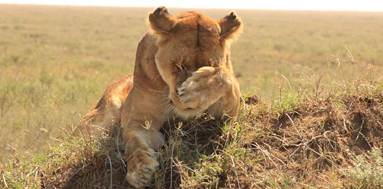 8 Days Safari And Cultural