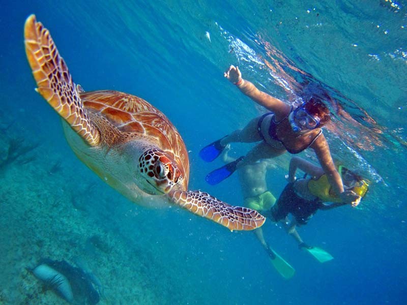 Abu Dabab Snorkeling Tour in Marsa Alam