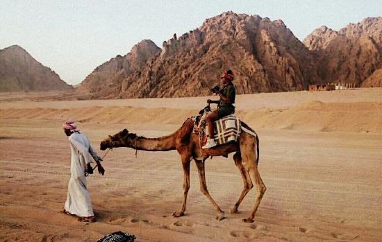 El Gouna tours to safari desert