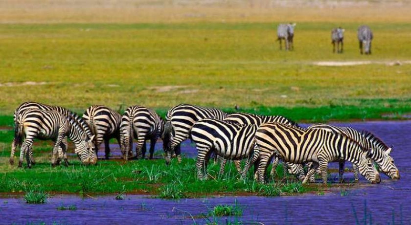 Safari Viajes Tanzania a Tarangire y el Lago Manyara