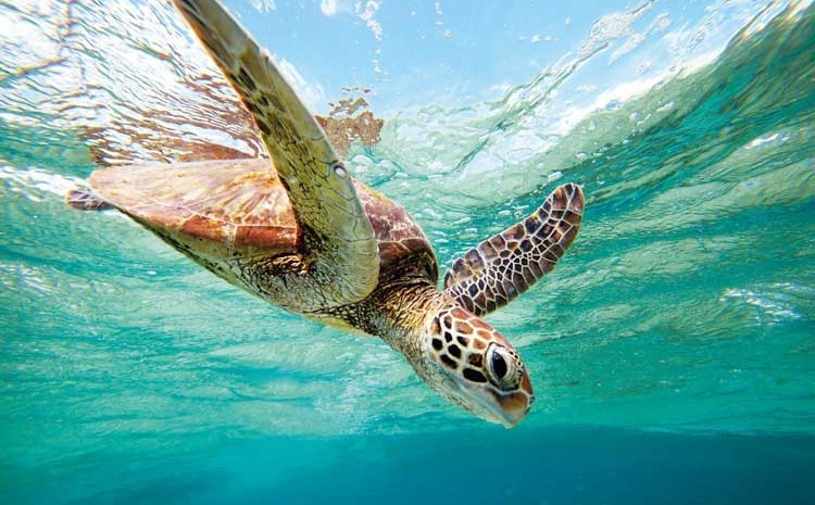 Abu Dabab tours desde Hurghda
