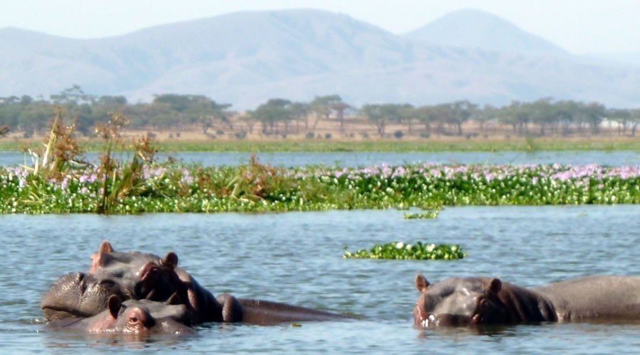 5 Days Safari Tours