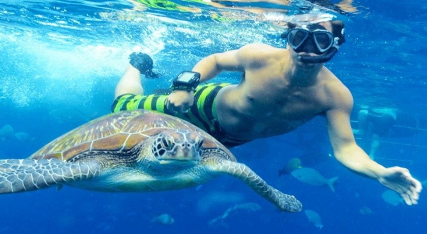 Snorkeling Trip At Satayh Dolphin Reef