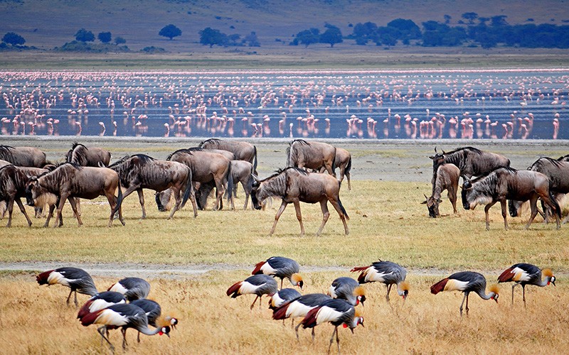 1 Nights Safari To Tarangire And Lake Manyara