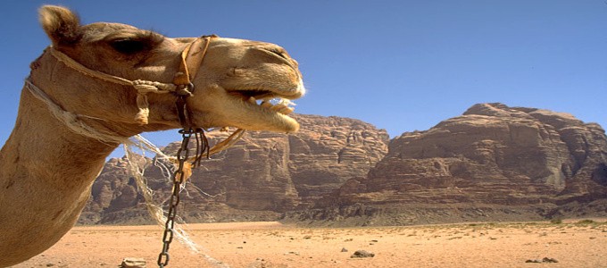 Petra and Wadi Rum Tours from Taba