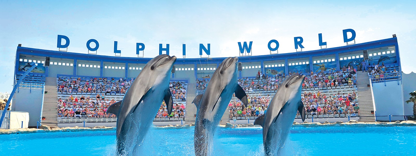 Dahab Tours to Dolphin Show