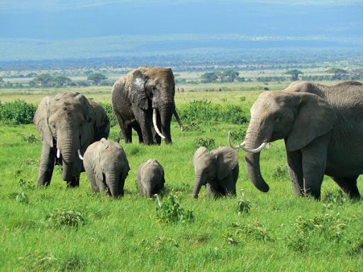 Safari Viajes a Kenia Amboseli, Masai Mara, Rift Valley