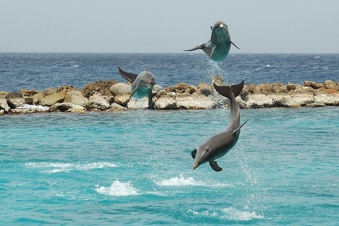 Esnórquel tour en Satayh Dolphin Reef