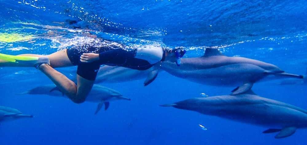 Esnórquel tour en Satayh Dolphin Reef
