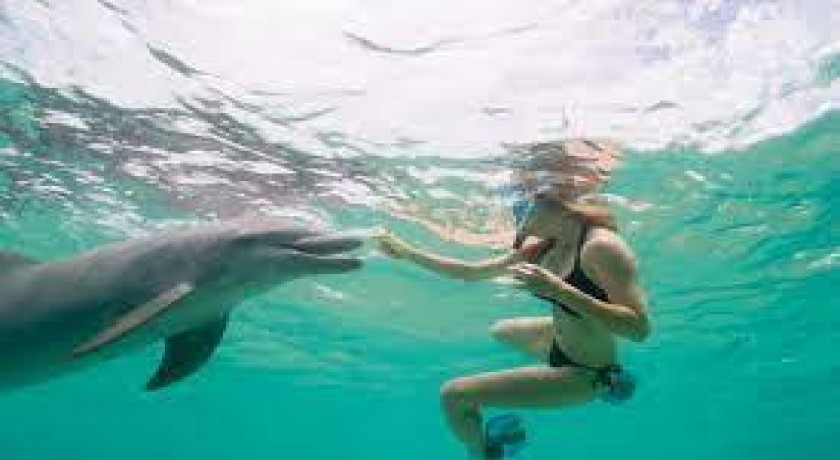 Excursiones Nadar con Delfines en Hurghada