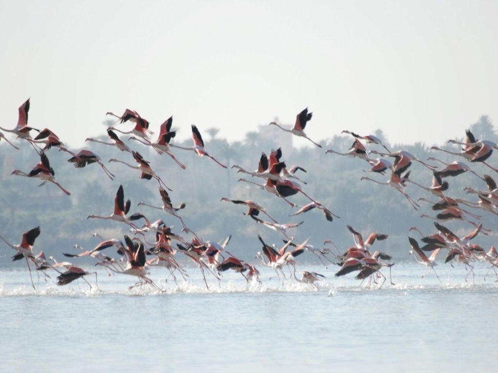 Tours our el fayoum desde el cairo
