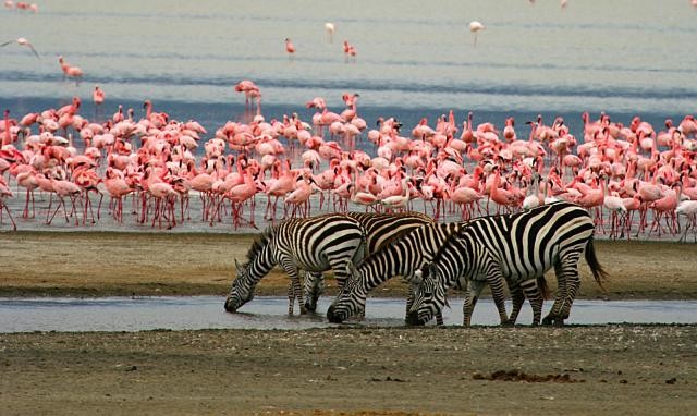 5 Days, 4 Nights Safari Tarangire, Serengeti, Ngorongoro