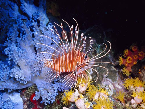Tiran Island Tours in Sharm El Sheikh