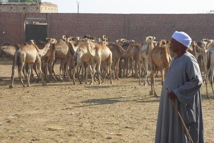 Excursión el mercado de camellos de Birqash