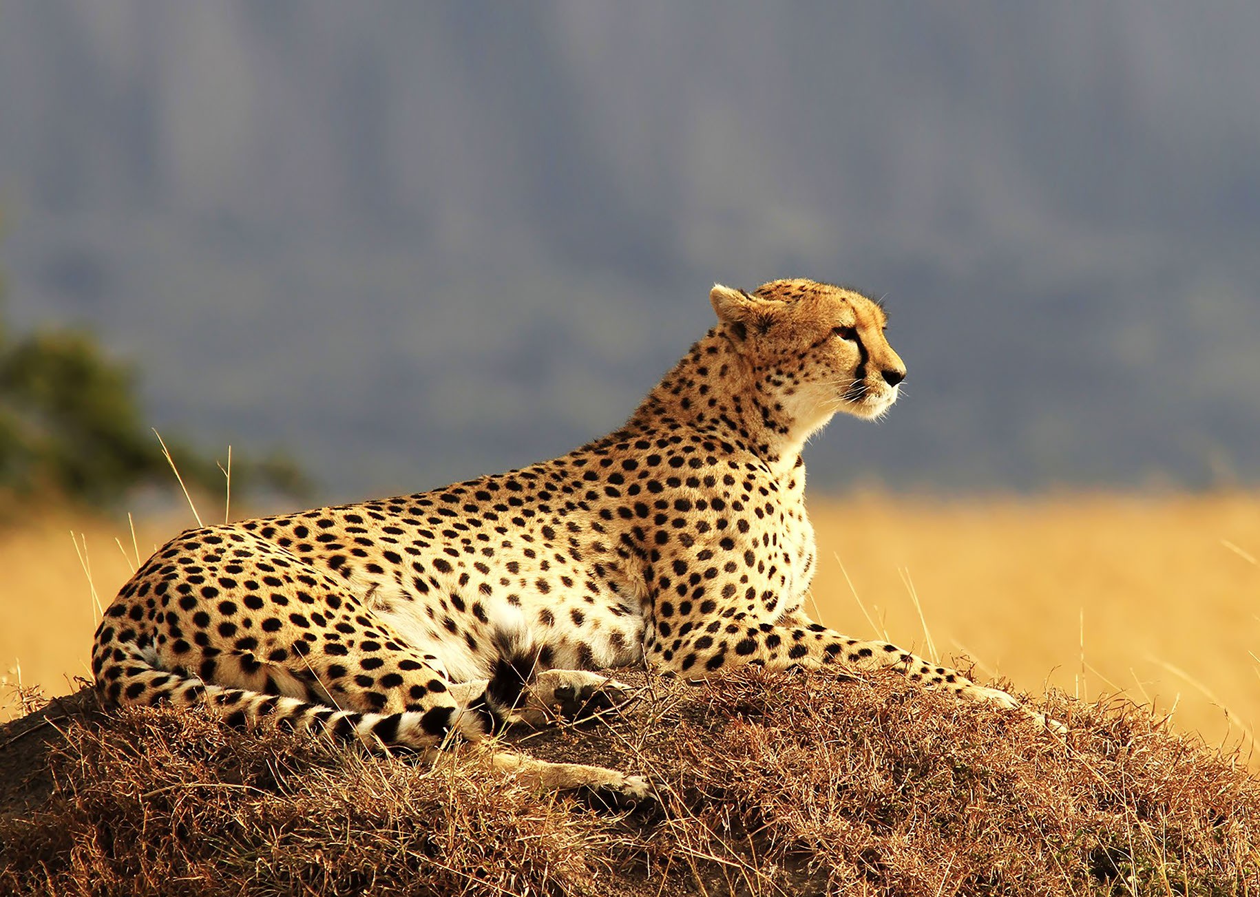 14 Days Camping Safari