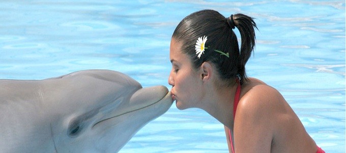 Dahab Tours to Dolphin Show