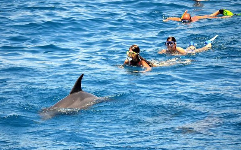 Esnorquel Tours en Dolphin House en Marsa Alam