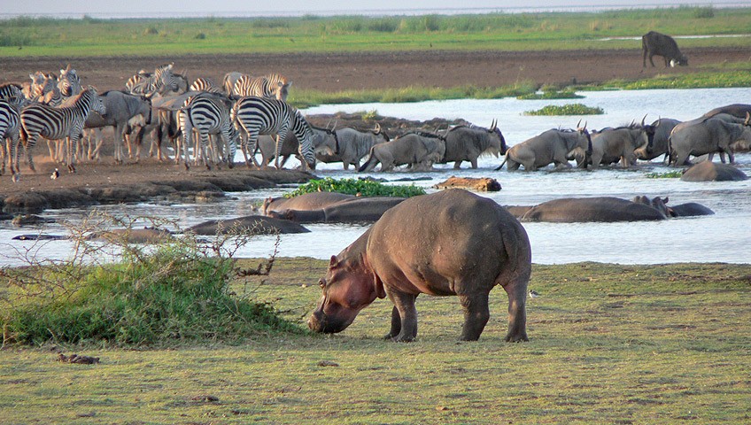 1 Nights Safari To Tarangire And Lake Manyara
