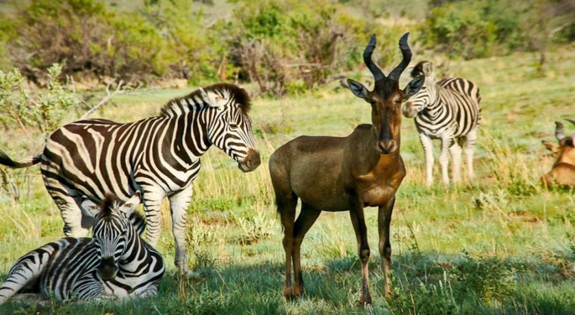 1 Noites de Safari para Tarangire e Lago Manyara