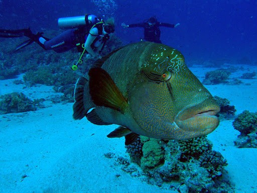 Tiran Excursiones en Sharm El Sheikh