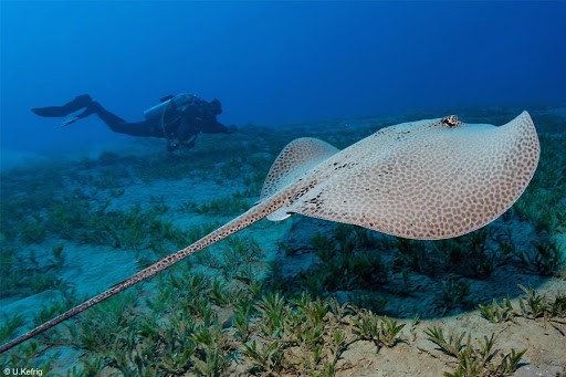 Excursión de esnórquel en Abu Dabab en Marsa Alam