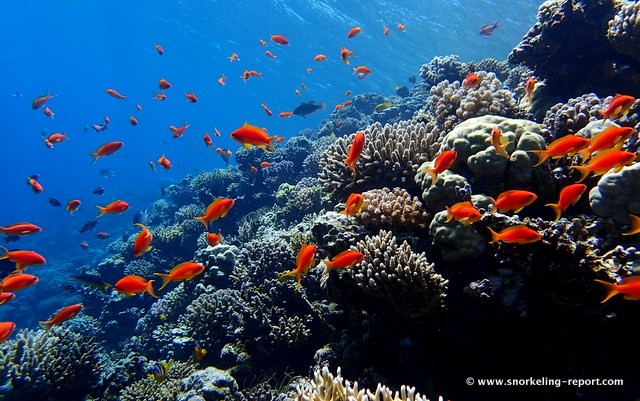 Blue Hole Snorkeling Tours in Dahab