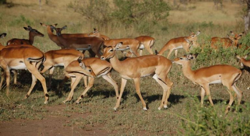 Safari Viajes Tanzania a Tarangire y el Lago Manyara