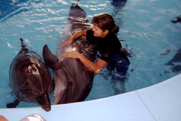 Dolphin Show Tours in Sharm El Sheikh