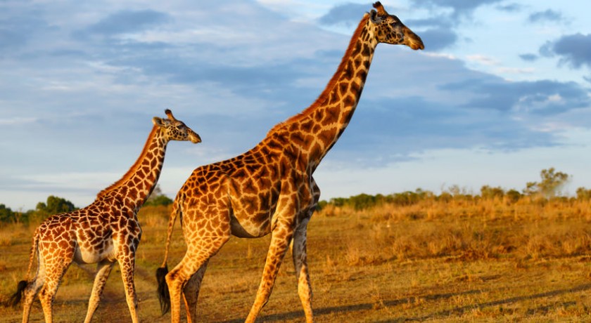 7 Days Safari Camping