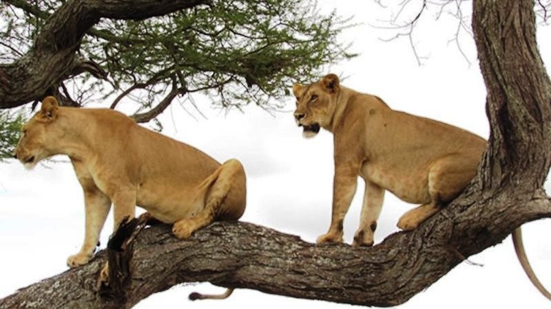5 Days Camping Safari Tours