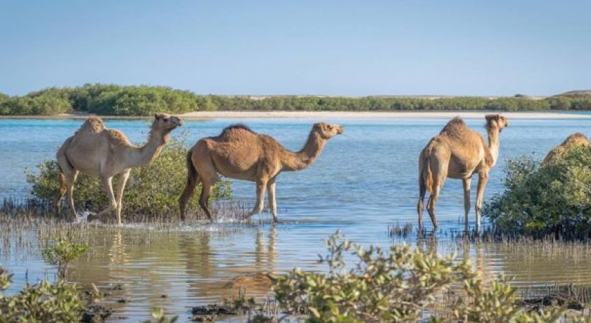 Wadi El Gemal Tours em Marsa Alam