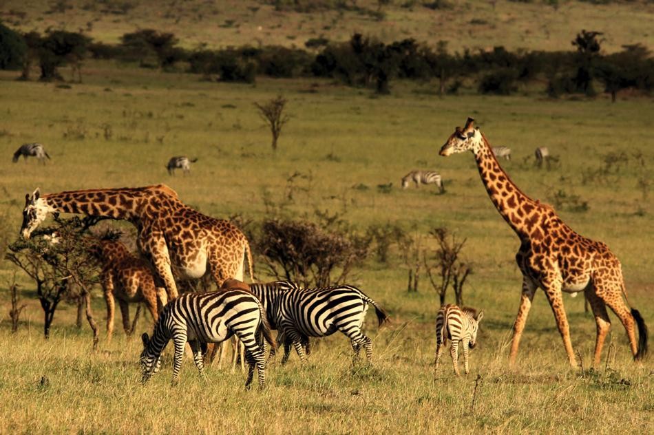 Paquetes de Viajes y Safari en Kenia
