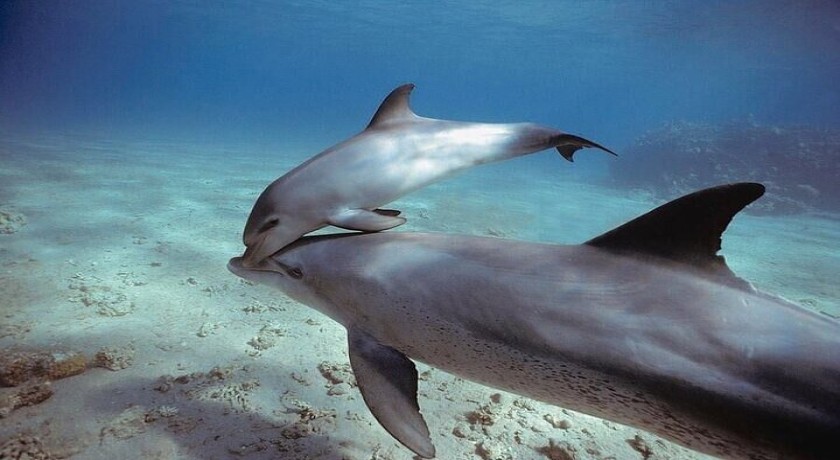 Swim With Dolphins Excursion in Sharm el Sheikh
