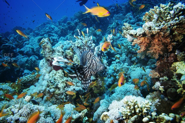 Tiran Island Tours in Sharm El Sheikh